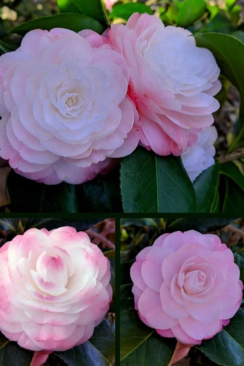 Guest Star Camellia Japonica - 3 Gallon Pot 5 Guest Star Camellia Japonica - 3 Gallon Pot - Image 5