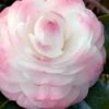 Guest Star Camellia Japonica - 3 Gallon Pot