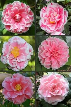 Brilliant Gem Fragrant Camellia Japonica - Herme - 3 Gallon Pot 9 Brilliant Gem Fragrant Camellia Japonica - Herme - 3 Gallon Pot -Flora Bloom Shop camellia herrmes 1