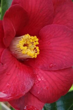 Adeyaka Camellia Japonica - 3 Gallon Pot 8 Adeyaka Camellia Japonica - 3 Gallon Pot -Flora Bloom Shop camellia japonica adeyaka 1