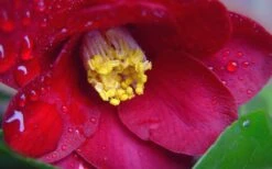 Adeyaka Camellia Japonica - 3 Gallon Pot 9 Adeyaka Camellia Japonica - 3 Gallon Pot -Flora Bloom Shop camellia japonica adeyaka 3