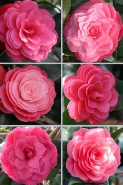 April Kiss Pink Double Flowered Camellia Japonica - 3 Gallon Pot -Flora Bloom Shop camellia japonica april kiss 102