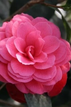 April Kiss Pink Double Flowered Camellia Japonica - 3 Gallon Pot -Flora Bloom Shop camellia japonica april kiss 103