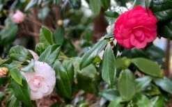 LA Peppermint Camellia Japonica - 3 Gallon Pot -Flora Bloom Shop camellia japonica la peppermint 101