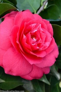 Rose Dawn Camellia Japonica - 1 Gallon Pot