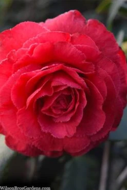 Rosea Superba Sport Camellia - 3 Gallon Pot 7 Rosea Superba Sport Camellia - 3 Gallon Pot -Flora Bloom Shop camellia japonica rosea superba 1