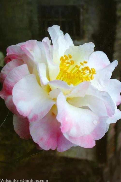 Star Above Star Camellia Sasanqua - 3 Gallon Pot 1 Star Above Star Camellia Sasanqua - 3 Gallon Pot