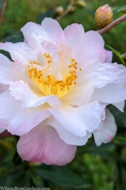 Star Above Star Camellia Sasanqua - 3 Gallon Pot 7 Star Above Star Camellia Sasanqua - 3 Gallon Pot -Flora Bloom Shop camellia japonica star above star 2