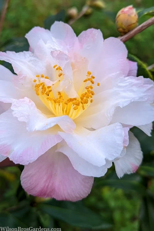 Star Above Star Camellia Sasanqua - 3 Gallon Pot 4 Star Above Star Camellia Sasanqua - 3 Gallon Pot - Image 4