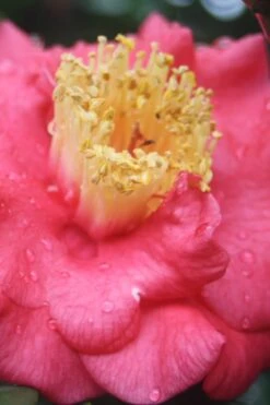 Lady Clare Camellia Japonica - 3 Gallon Pot -Flora Bloom Shop camellia lady clare 2