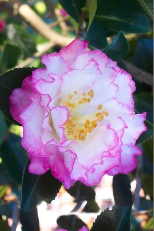 October Magic Inspiration Camellia - 2 Gallon Pot 1 October Magic Inspiration Camellia - 2 Gallon Pot