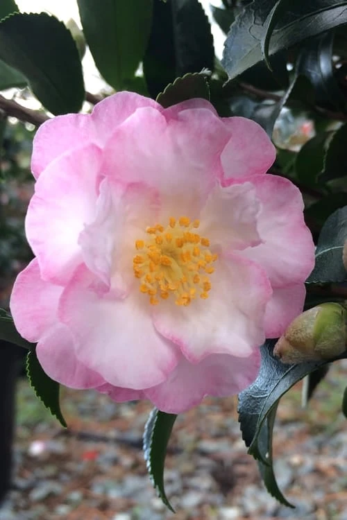 October Magic Orchid Camellia - 2 Gallon Pot 1 October Magic Orchid Camellia - 2 Gallon Pot