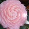 Otome Pink Camellia Japonica - 1 Gallon Pot