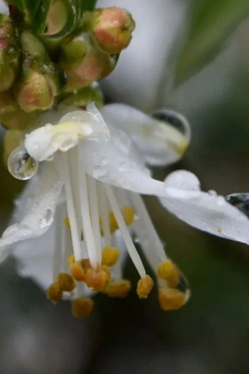 Parvilimba Camellia - 5 Gallon Pot 5 Parvilimba Camellia - 5 Gallon Pot - Image 5