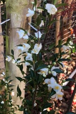 Parvilimba Camellia - 5 Gallon Pot 11 Parvilimba Camellia - 5 Gallon Pot -Flora Bloom Shop camellia parvilimba 4