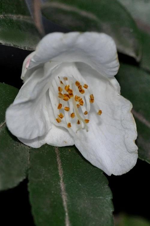 Parvilimba Camellia - 5 Gallon Pot 1 Parvilimba Camellia - 5 Gallon Pot