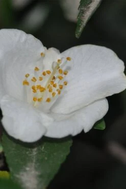 Parvilimba Camellia - 5 Gallon Pot 9 Parvilimba Camellia - 5 Gallon Pot -Flora Bloom Shop camellia parvilimba 6