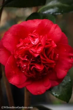 Professor Sargent Camellia Japonica - 7 Gallon Pot (3-4') -Flora Bloom Shop camellia professor sargent 20