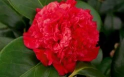 Professor Sargent Camellia Japonica - 7 Gallon Pot (3-4') -Flora Bloom Shop camellia professor sargent bloom