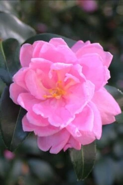 Sagamio Wabisuke Camellia - 3 Gallon Pot -Flora Bloom Shop camellia sagamio wabisuki 1