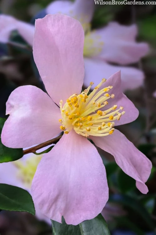 Maiden's Blush Camellia - 3 Gallon 1 Maiden's Blush Camellia - 3 Gallon