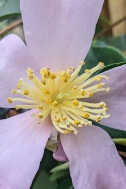 Maiden's Blush Camellia - 3 Gallon 8 Maiden's Blush Camellia - 3 Gallon -Flora Bloom Shop camellia sasanqua maiden blush 4