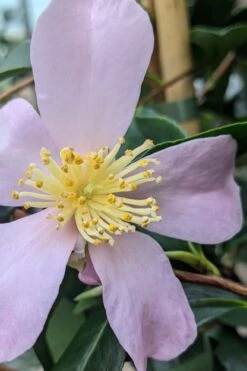 Maiden's Blush Camellia - 3 Gallon 9 Maiden's Blush Camellia - 3 Gallon -Flora Bloom Shop camellia sasanqua maiden blush 5