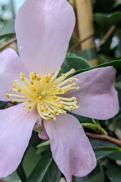 Maiden's Blush Camellia - 3 Gallon 5 Maiden's Blush Camellia - 3 Gallon - Image 5