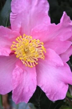 Marti Camellia - 3 Gallon Pot -Flora Bloom Shop camellia sasanqua marti 3