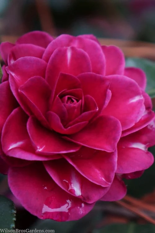Purple Haze Camellia- 2 Gallon Pot 1 Purple Haze Camellia- 2 Gallon Pot
