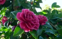 Purple Haze Camellia- 2 Gallon Pot 9 Purple Haze Camellia- 2 Gallon Pot -Flora Bloom Shop camellia sasanqua purple haze 2