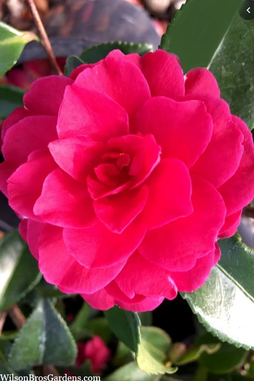Purple Haze Camellia- 2 Gallon Pot 4 Purple Haze Camellia- 2 Gallon Pot - Image 4