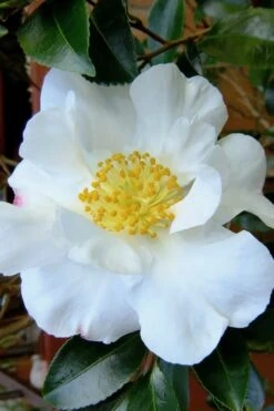 Setsugekka Fragrant Camellia Sasanqua - 7 Gallon Pot -Flora Bloom Shop camellia setsugekka 3