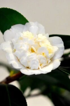 Shiro Karako White Camellia Rusticana - 3 Gallon Pot -Flora Bloom Shop camellia shiro karako 1