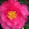 Shishi Gashira Dwarf Camellia Sasanqua - 3 Gallon Pot