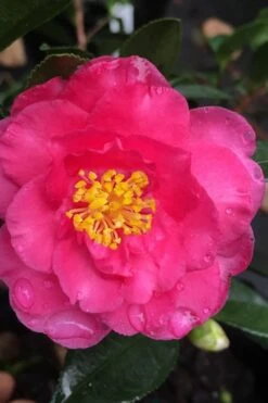 Shishi Gashira Dwarf Camellia Sasanqua - 6 Pack Of 1 Gallon Pots