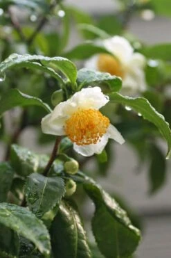 Small Leaf Tea Plant (Camellia Sinensis) - 3 Gallon Pot 8 Small Leaf Tea Plant (Camellia Sinensis) - 3 Gallon Pot -Flora Bloom Shop camellia sinensis small leaf tea plant 21