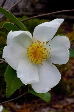 Survivor Cold Hardy White Camellia - 3 Gallon Pot