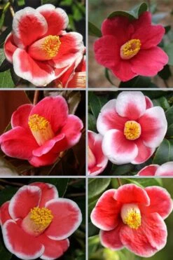 Tama No Ura Weeping Camellia Japonica - 3 Gallon Pot 10 Tama No Ura Weeping Camellia Japonica - 3 Gallon Pot -Flora Bloom Shop camellia tama no ura sports 1