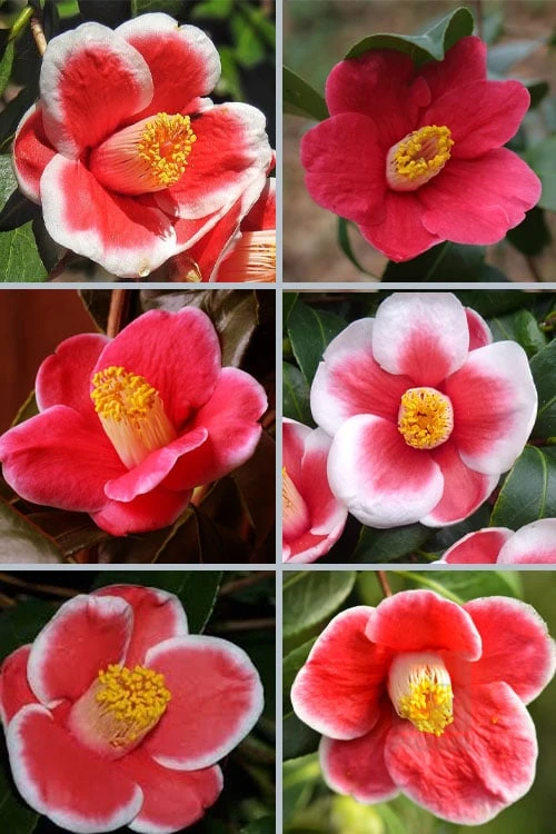 Tama No Ura Weeping Camellia Japonica - 3 Gallon Pot 4 Tama No Ura Weeping Camellia Japonica - 3 Gallon Pot - Image 4