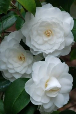 White By The Gate Camellia Japonica - 7 Gallon Pot -Flora Bloom Shop camellia white by the gate 1 1