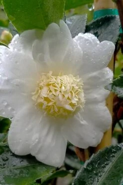 Winter's Snowman Camellia Hybrid - 7 Gallon Pot (3-4') -Flora Bloom Shop camellia winters snowman 105