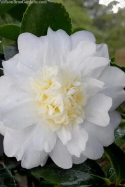 Winter's Snowman Camellia Hybrid - 7 Gallon Pot (3-4')