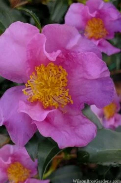Winter's Star Cold Hardy Camellia - 3 Gallon Pot (SALE) -Flora Bloom Shop camellia winters star 100