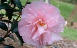 Cotton Candy Camellia Sasanqua - 3 Gallon Pot -Flora Bloom Shop camelliacottoncandy 1