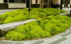 Evercolor Everillo Carex - 6 Pack Of 1 Gallon Pots -Flora Bloom Shop carex everillo 20