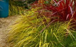 Evercolor Everillo Carex - 6 Pack Of 1 Gallon Pots -Flora Bloom Shop carex everillo 23