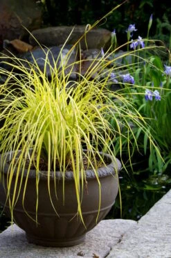 Evercolor Everillo Carex - 6 Pack Of 1 Gallon Pots -Flora Bloom Shop carex everillo 24