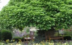 Southern Catalpa Tree - 3 Gallon Pot -Flora Bloom Shop catalpa bignonioides catawba tree 3