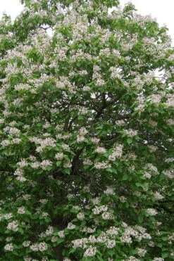 Southern Catalpa Tree - 3 Gallon Pot -Flora Bloom Shop catalpa bignonioides catawba tree 4